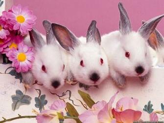 Easter Bunnies Desktop Pc And Mac Wallpaper