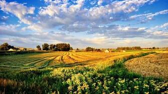 Yellow Fields Light Blue Skies Summers Jane Wallpaper