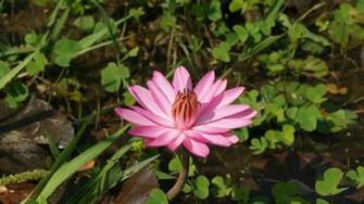 Flowers Water Purple Lily Widescreen Wallpaper