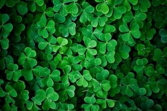 Category Color HD Wallpaper Subcategory Green