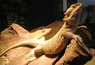 Our Bearded Dragon Graphics Pictures Image For Myspace Layouts
