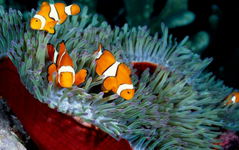 Sfondo Nemo Acquario HD Solosfondi