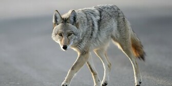 Coyote Wallpaper Desktop H1000498 Animals HD