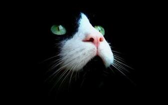 Gorgeous Green Eyes Cats Wallpaper