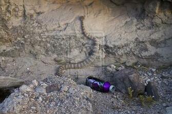 Venom Energy Wallpaper Drink By Wrlang