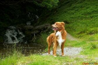 Nova Scotia Duck Tolling Retriever Wallpaper And Background