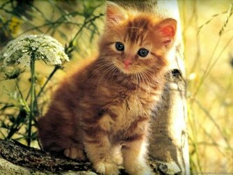 Cat Wallpaper Kitten Picture Desktop Background