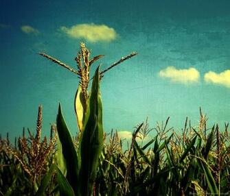 Corn Field Jpg