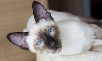 HD Wallpaper Siamese Cats X Kb Jpeg