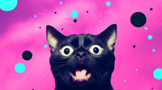 Funny HD Wallpaper And Background