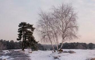 Wallpaperks Widescreen Winter Wallpaper