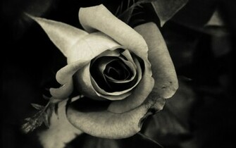 Black Rose Wallpaper