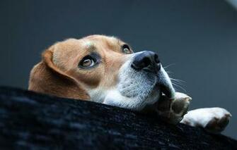 Dog Beagle Breed Muzzle Paws Lies Wallpaper Photos Pictures
