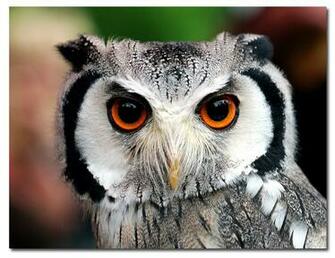 Eule Owl Right You Want Fight High Resolution HD Wallpaper Birds