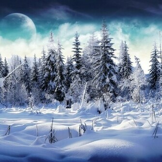 Snowy Trees Wallpaper For iPad And Galaxy Tab Tablet