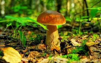 Mushroom Slwallpaper