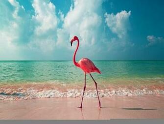 Flamingo Wallpaper