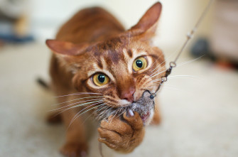 Cat Computer Wallpaper Desktop Id532996