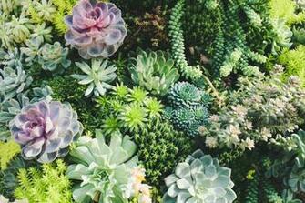 Succulents Pictures HD Image