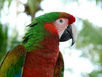 Tropical Birds Wallpaper
