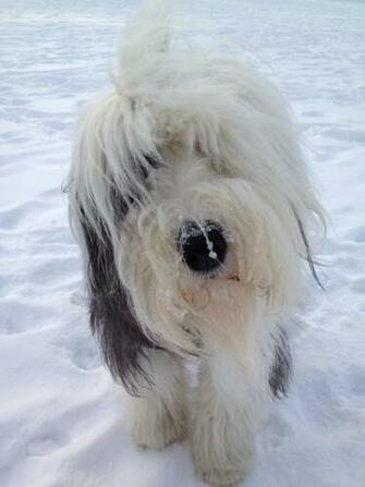 Old English Sheepdog Photo And Wallpaper Beautiful Winter