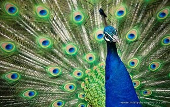 Peacock Wallpaper Desktop Pixel Popular HD