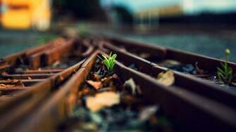 Grass Tracks Train Wallpaper Background