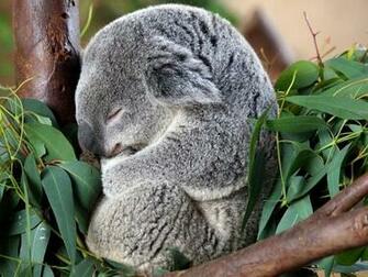 Koala Wallpaper Image