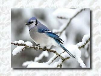 Blue Jays Schedule Wallpaper Winter Jay