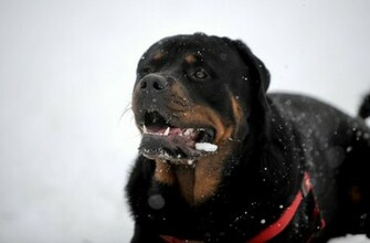 Rottweiler Wallpaper