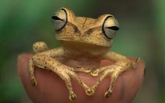 Crazy Frog Wallpaper