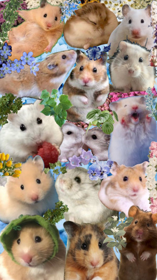 Hamsters Background Wallpaper Hamster Cute Precious