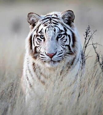 White Siberian Tiger Some Day I Ll Own A Pet