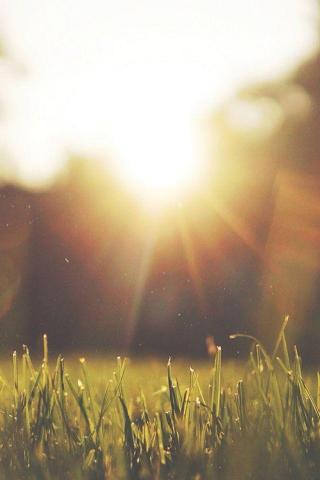 Front Yard Sunshine Nature iPhone 4s Wallpaper