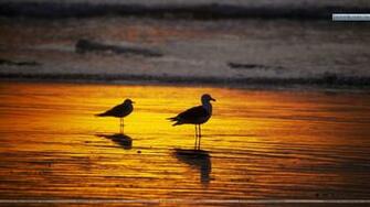 Seagulls At Sunset Southern California Wallpaper