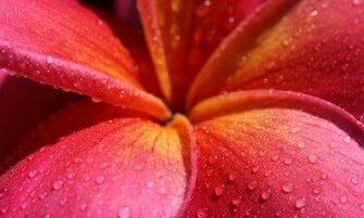 Plumeria Frangipani HD Wallpaper High Definition