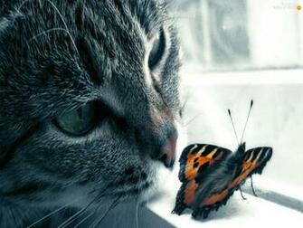 Butterfly Window Cat Insects Wallpaper