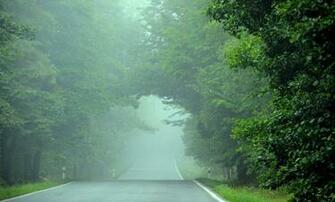 Morning Fog In The Forest Wallpaper