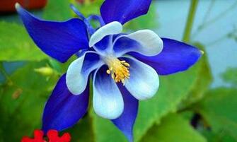 Flowers 3d Wallpaper Android Apps On Google Play