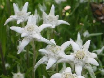 Edelweiss Wallpaper Flower Dreams