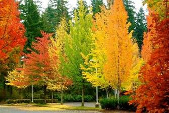Wallpaper Autumn Fall Nature Popular