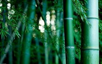 Green Plants Bamboo Nature Wallpaper