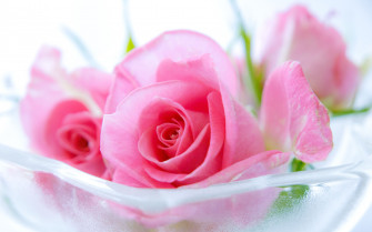 Rose HD Wallpaper