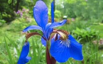 Iris Flower Wallpaper Full Desktop Background