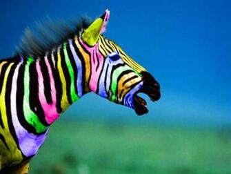 Rainbow Zebra