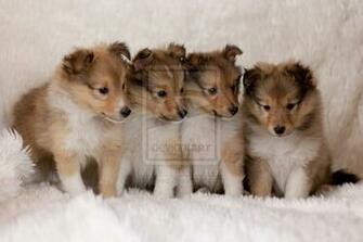 Sheltie Jpg 20puppies