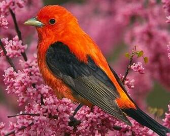 Birds HD Wallpaper Tags Pink Flowers Description