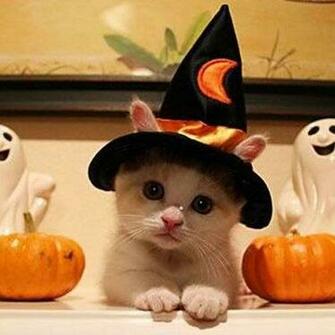 Halloween Cat Jokeroo