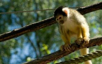 Funny Monkey Live Wallpaper For Android