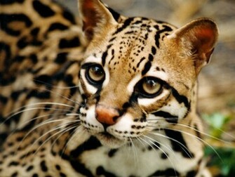 Wild Cats Wallpaper High Definition Widescreen